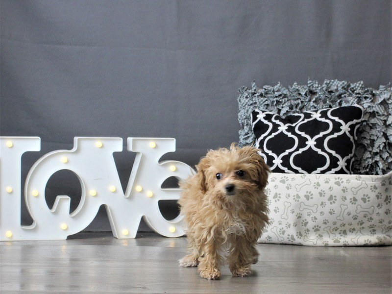 Bichon/Poodle