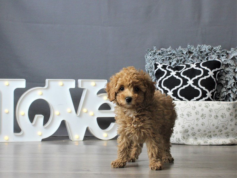 Poodle