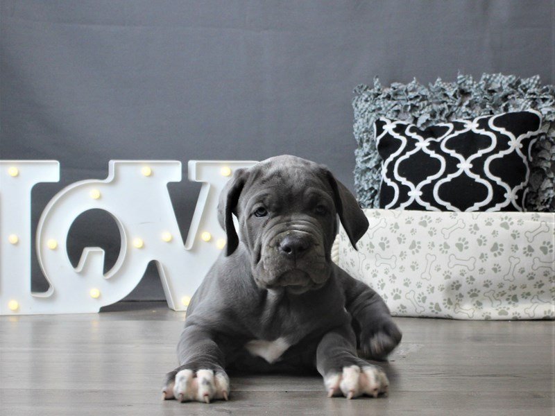 Neapolitan Mastiff