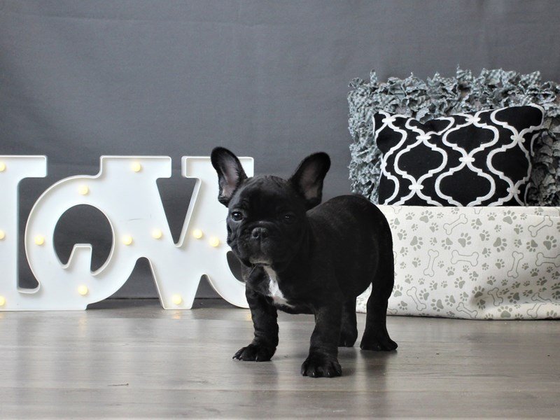 French Bulldog