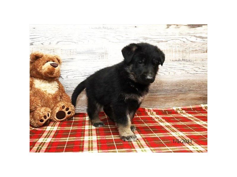 German Shepherd Dog
