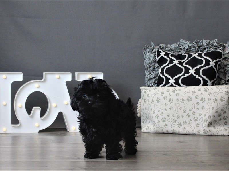 Shih Poo