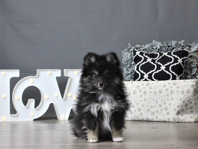 Pomsky 2nd Gen
