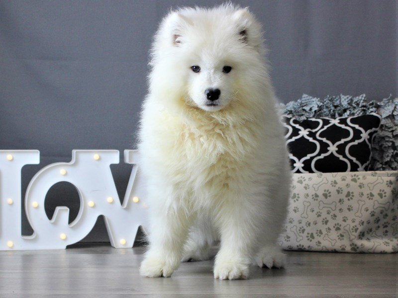Samoyed
