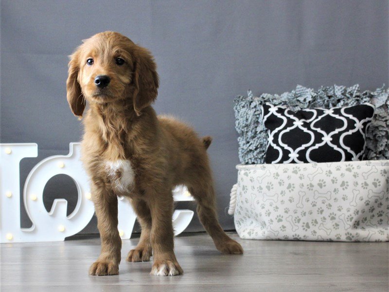 Goldendoodle