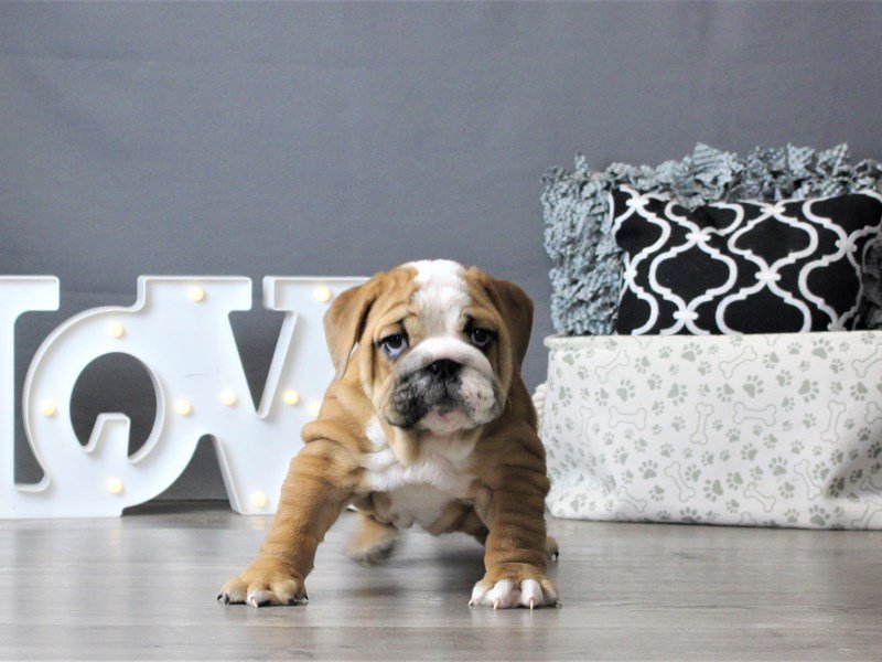 English Bulldog
