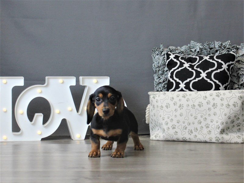 Dachshund
