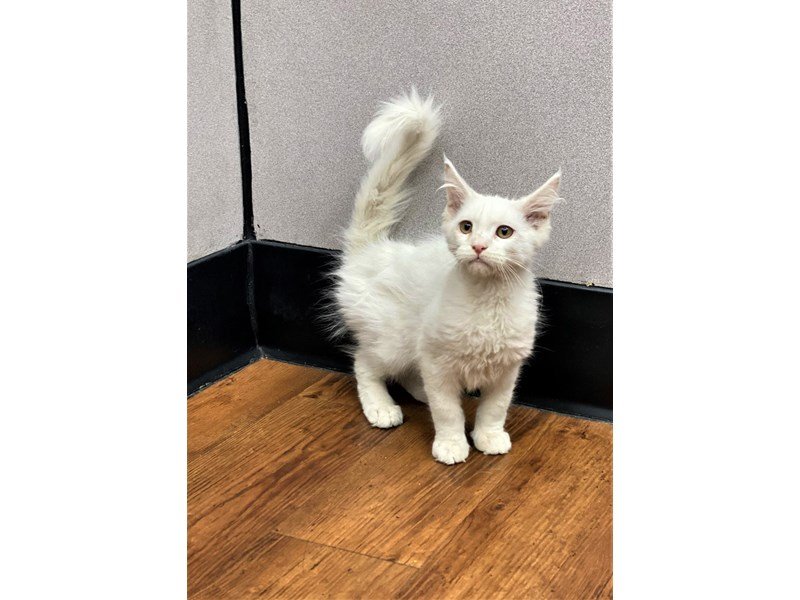 Maine Coon