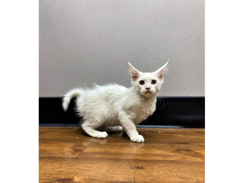 Maine Coon