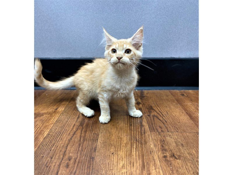Maine Coon