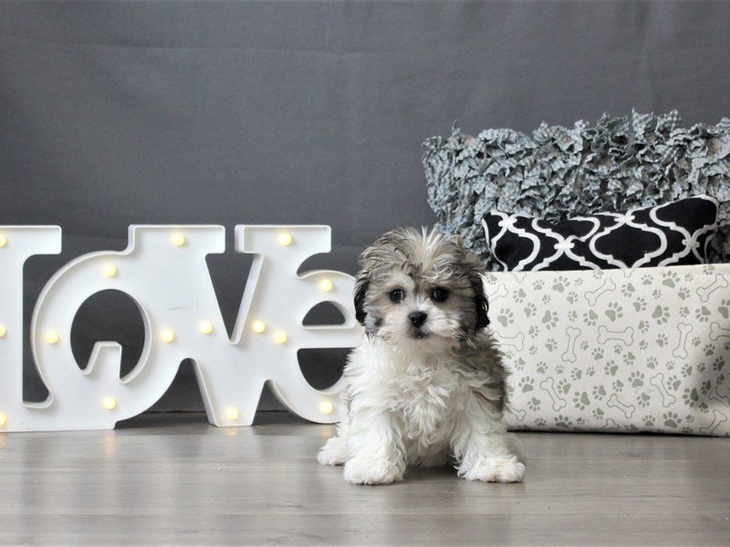 Teddy Bear