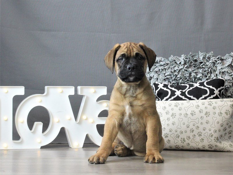 Bullmastiff