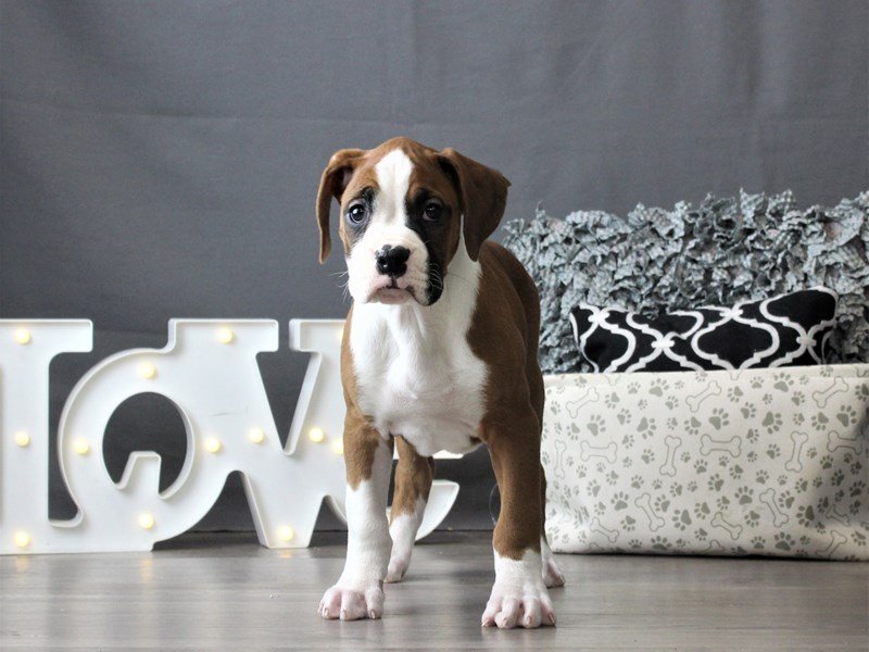 Boxer