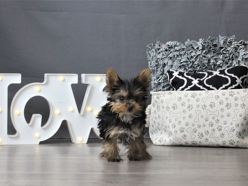 Yorkshire Terrier