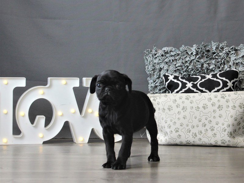 Pug