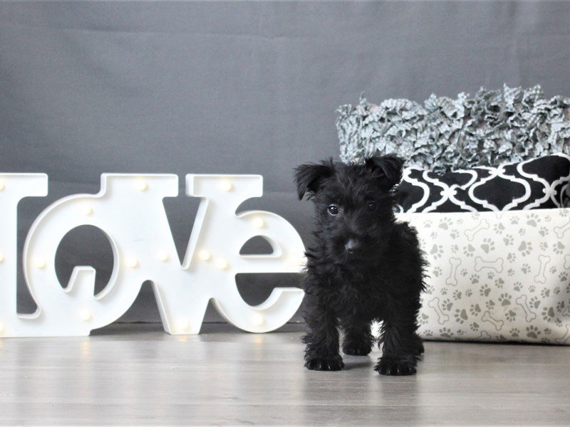 Scottish Terrier
