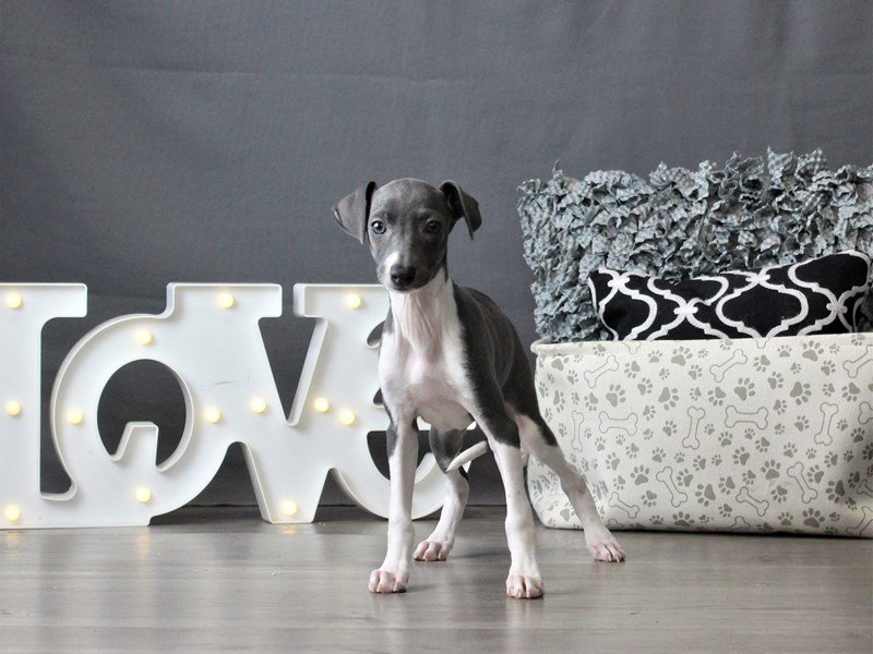 Italian Greyhound