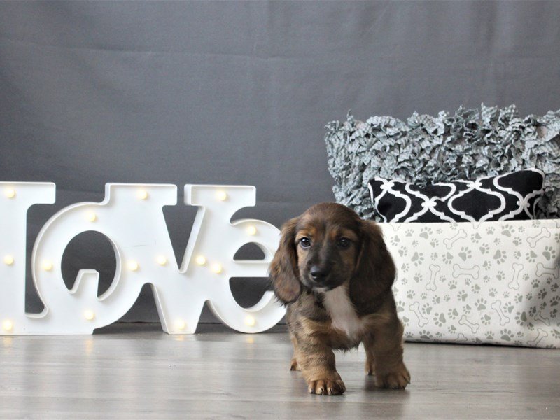 Dachshund Puppies Petland Carriage Place