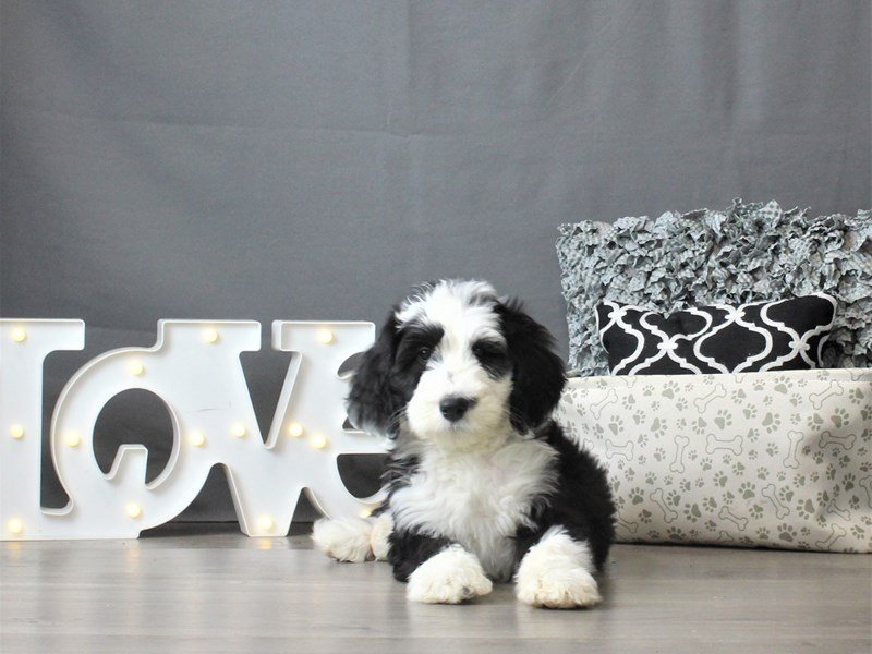 Old English Sheepdog/Poodle
