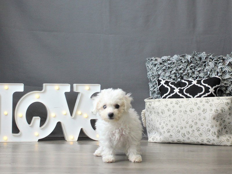 Bichon Frise