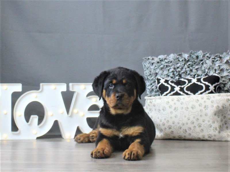 Rottweiler