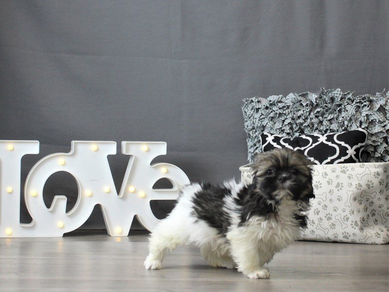 Shih Tzu