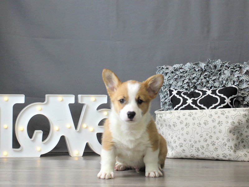 Pembroke Welsh Corgi