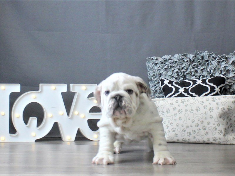 English Bulldog