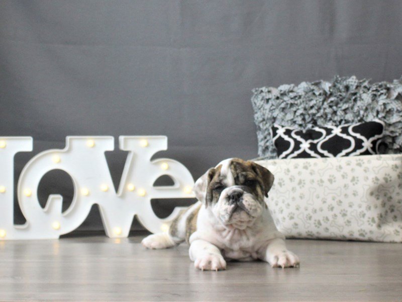 English Bulldog