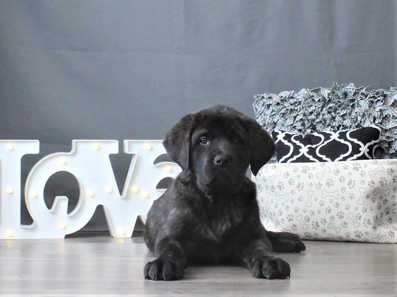 English Mastiff