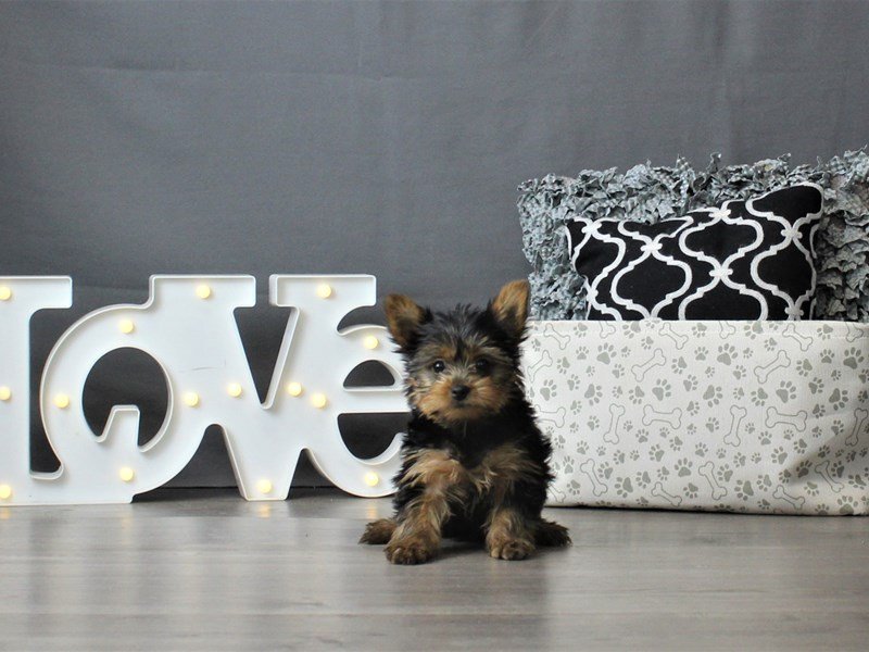 Yorkshire Terrier