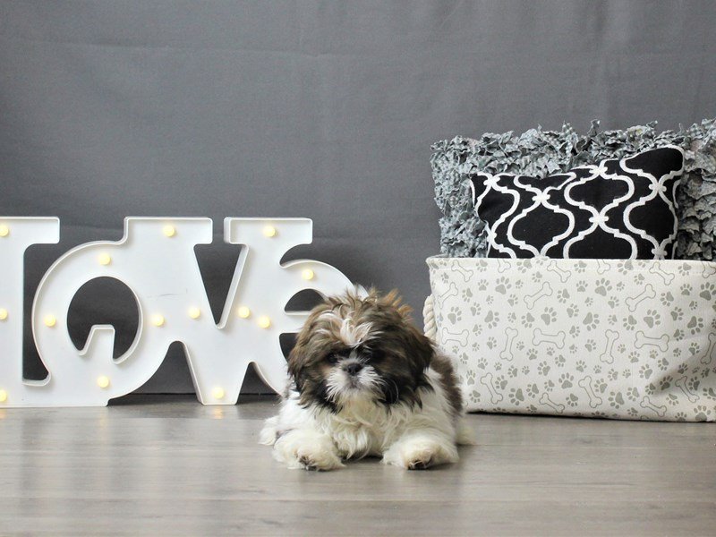 Shih Tzu
