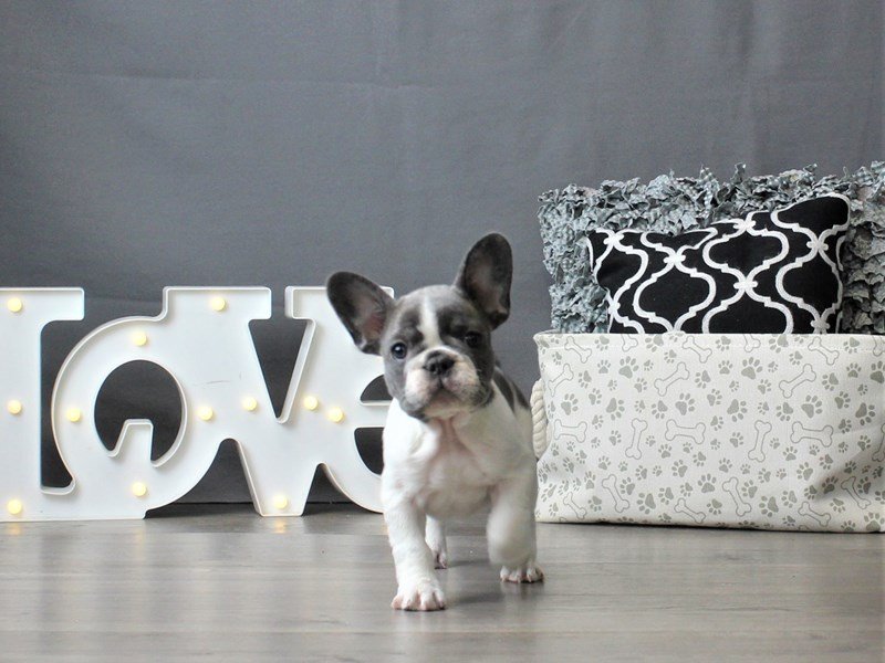 French Bulldog