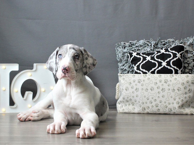Great Dane