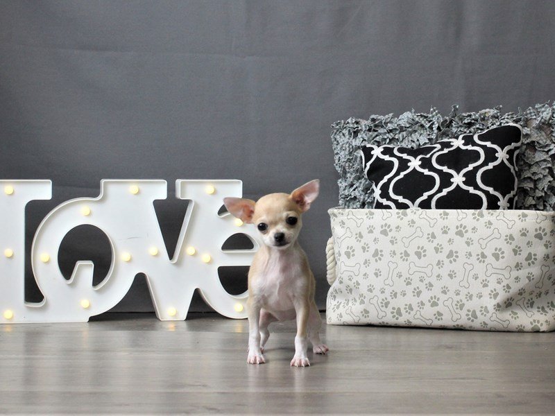 Chihuahua