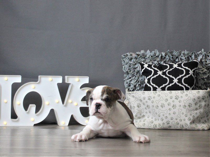 English Bulldog