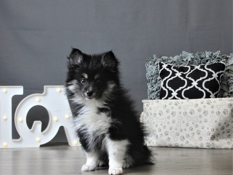 Pomsky 2nd Gen