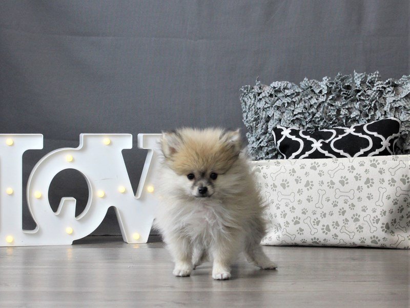 Pomeranian