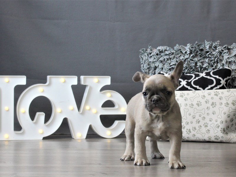 French Bulldog