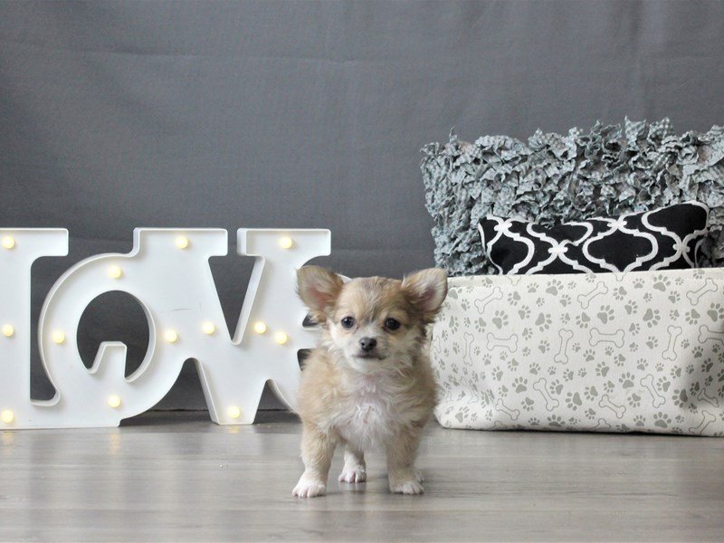 Chihuahua