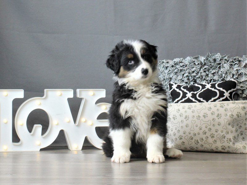 Australian Shepherd