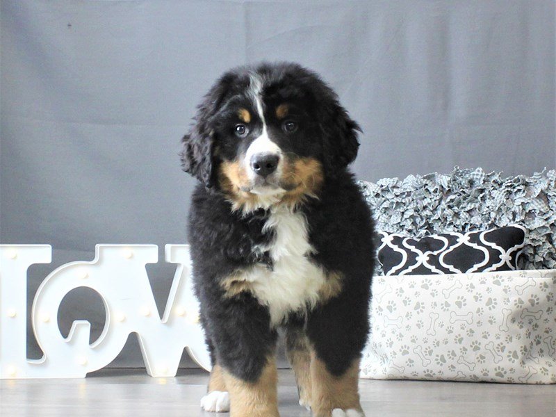 Bernese Mountain Dog