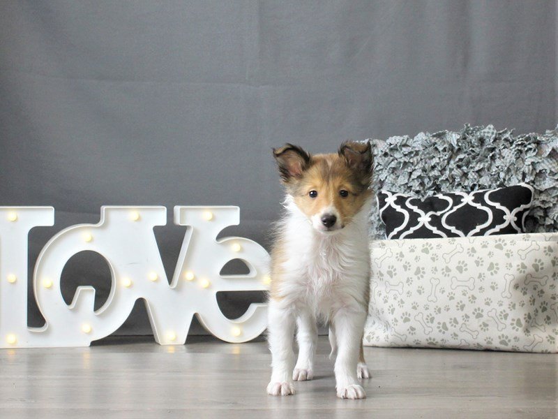 Shetland Sheepdog