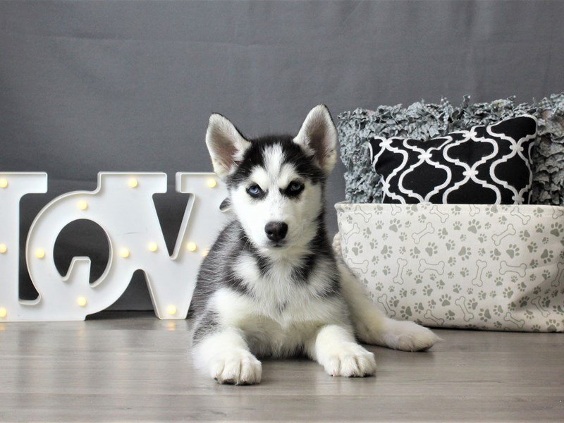 Siberian Husky