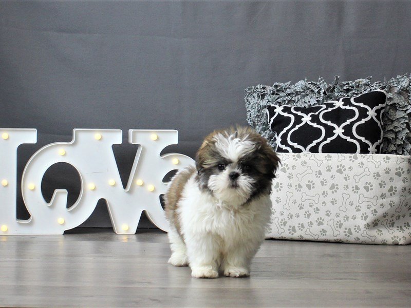Shih Tzu
