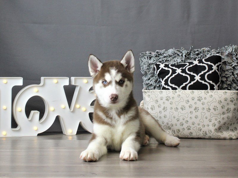 Siberian Husky