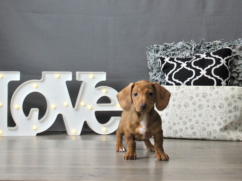 Dachshund