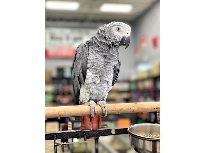 African Grey