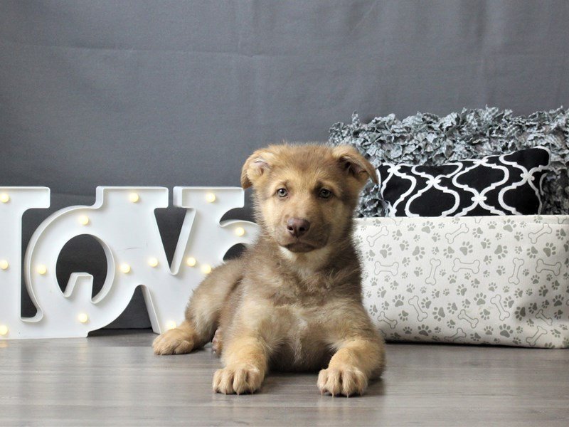 German Shepherd Dog