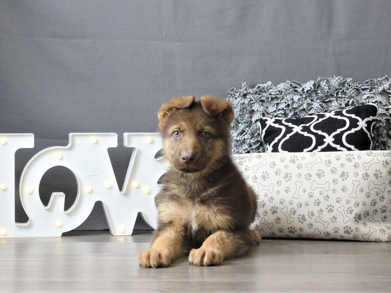 German Shepherd Dog